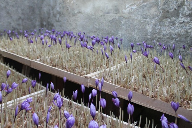 کارگاه کشت زعفران به روش گلخانه ای در مهاباد برگزار می شود