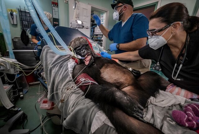 بهترین‌ عکس‌های طبیعت جهان را ببینید