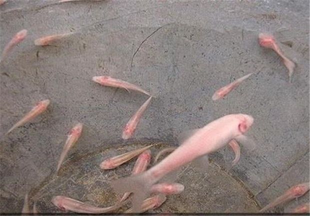 سه گونه ماهی &quot;کور غار&quot; در لرستان وجود دارد