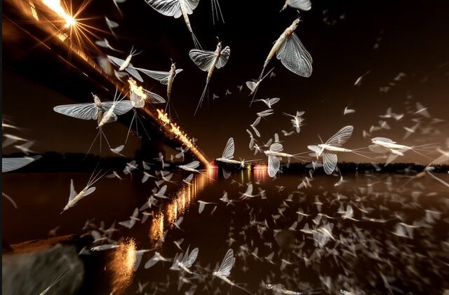 بهترین‌ عکس‌های طبیعت جهان را ببینید