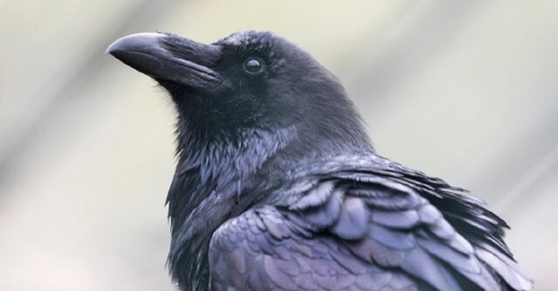 ببینید/ آموزش کلاغهای سیاه باهوش در روسیه 