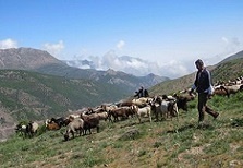 مدیر کل عشایر استان: ارزش اقتصادی سالانه محصولات تولیدی عشایر ایلام 350 میلیارد تومان است