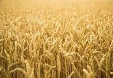 کشاورز بوکانی بیش از پنج تن گندم از هر هکتار برداشت کرد