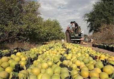 استان فارس رتبه دوم تولید مرکبات کشور را داراست