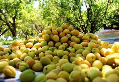 برداشت زردآلو از باغ های سیستان و بلوچستان آغاز شد