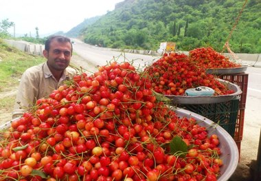 برداشت محصول گیلاس از باغهای  گیلان آغاز شد