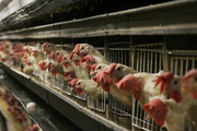 تولید 62 هزار تن گوشت مرغ در گیلان