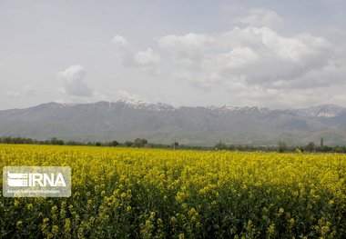 پیش بینی افزایش ۴۰ درصدی تولید کلزا در دهلران