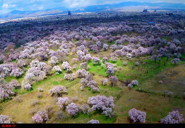 استاندار: باغستان قزوین متولی مشخصی ندارد    باغستان سنتی قزوین در مسیر ثبت جهانی