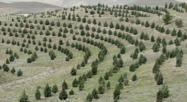 طرح جنگلکاری اقتصادی در وردنجان آغاز شد