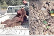 کباب خرس در نوشهر!+ عکس و واکنش کاربران مجازی