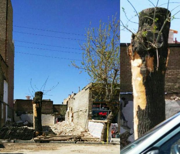 شهرداری سلماس هیچگونه مجوزی برای قطع درختان معابر شهری صادر نکرده است