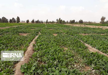 ۶۸ سبزی‌کار متخلف به دستگاه قضایی کردستان معرفی شدند