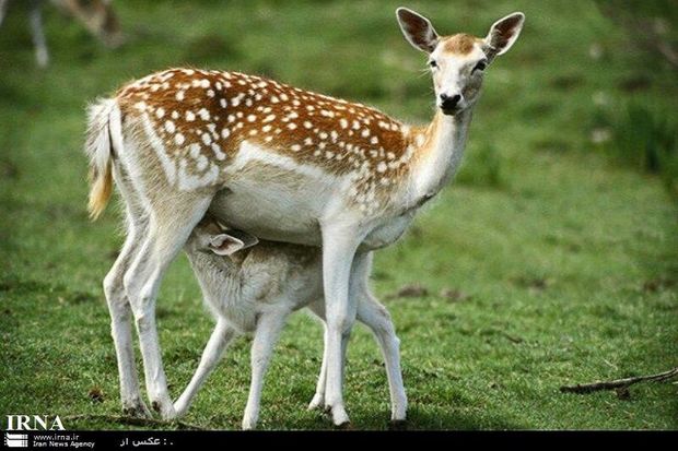 ۳۵۳گونه جانوری در استان اردبیل شناسایی شده است