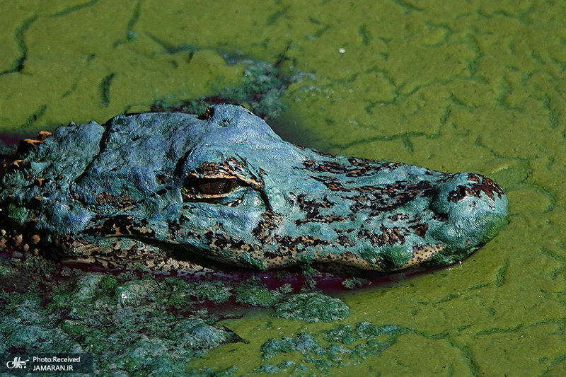  منتخب تصاویر امروز جهان- 8 اردیبهشت 1400 