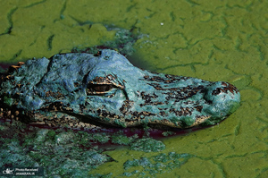  منتخب تصاویر امروز جهان- 8 اردیبهشت 1400 