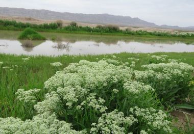 دشت اسفدن ثبت ملی شد