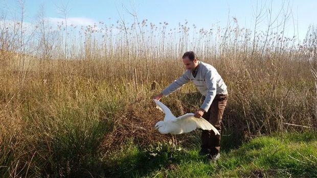 پرندگان مجروح را در گیلان به محیط زیست بسپارید