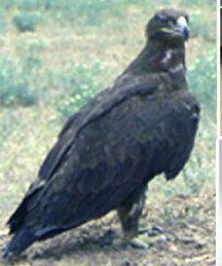 رهاسازی یک بهله عقاب در طبیعت سبزوار
