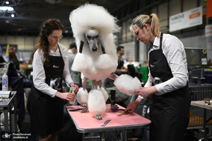 منتخب تصاویر امروز جهان - 17 و 18 اسفند 1403