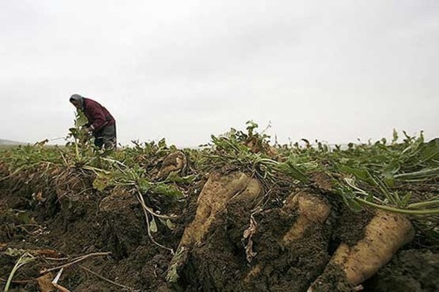 خطر نابودی 800هزار تن چغندر قند بیخ گوش کشاورزان خوزستانی