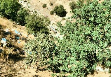 یک کشتە و یک مجروح بر اثر واژگونی خودرو در سردشت