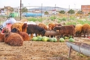 گوسفندان مشتریان پروپاقرص هندوانه‌های آبدار!  عکس