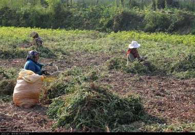 مهندسان بسیجی گیلانی به مزارع کشاورزی اعزام می‌شوند