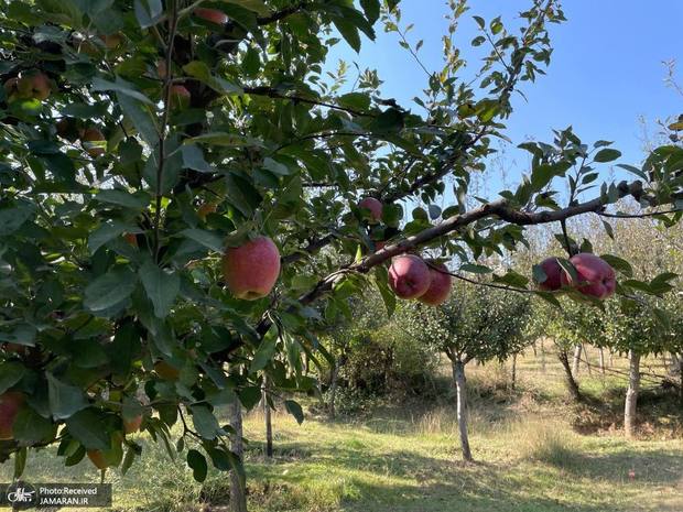 برداشت سیب در کشمیر هند + 'گزارش تصویری