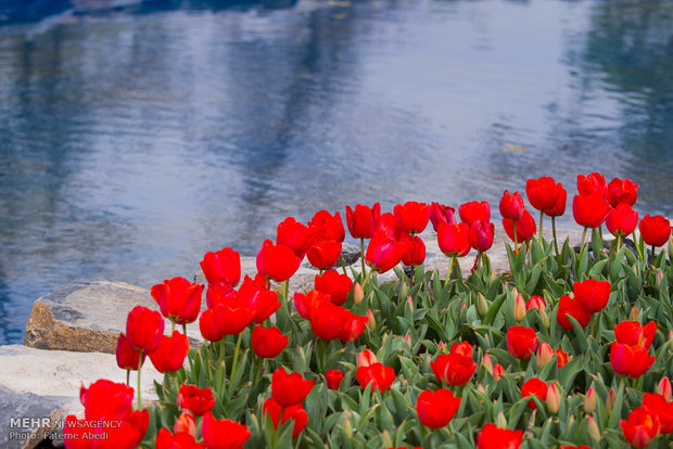 سومین جشنواره گل‌های لاله در شهر اراک برپا شد