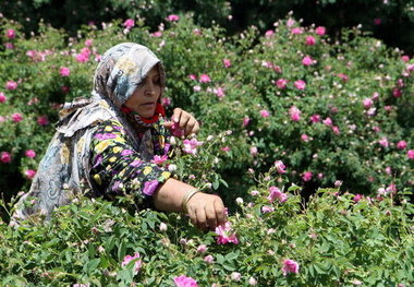 پرداخت تسهیلات اشتغال به ۶۴۱ طرح روستایی البرز