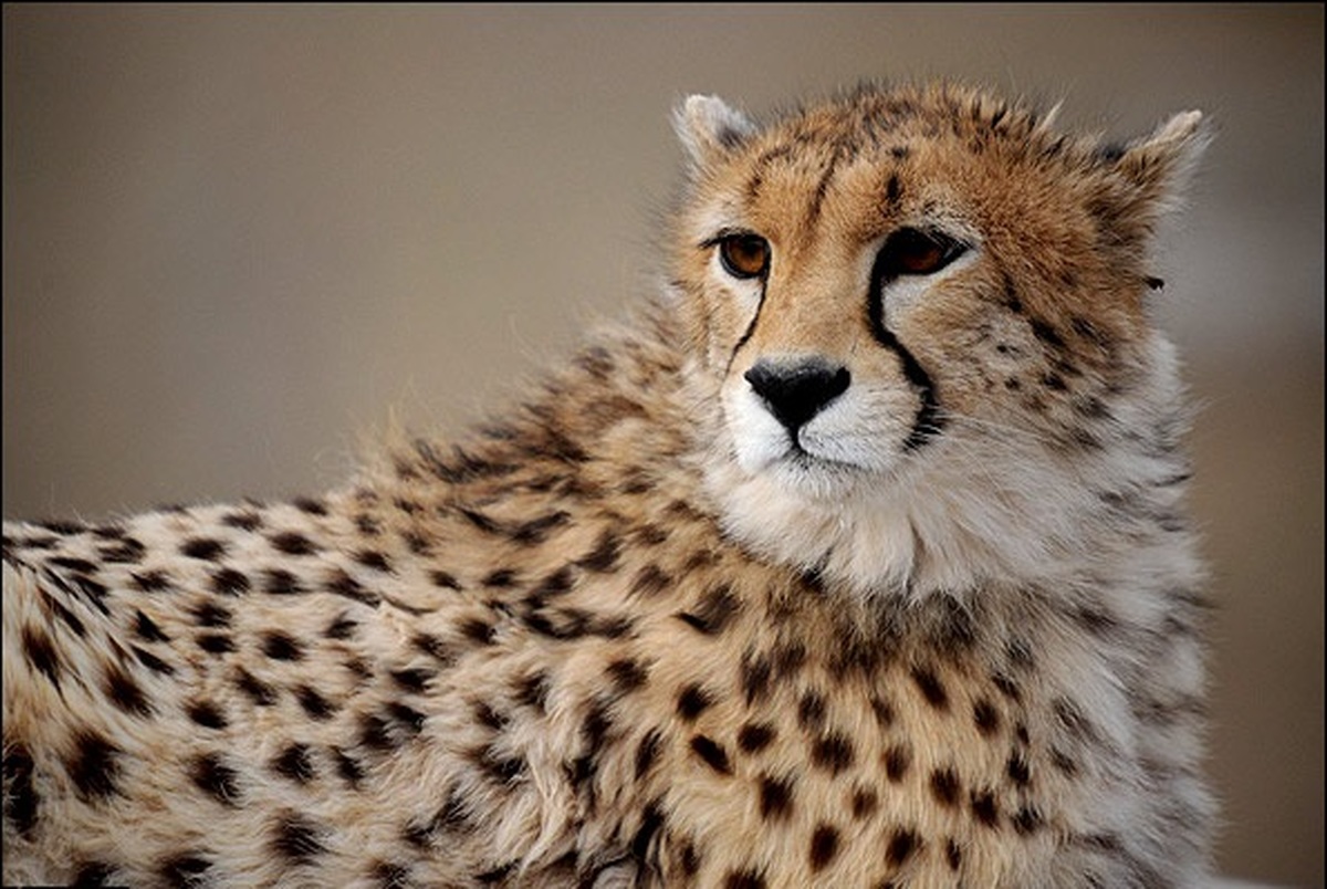 اختصاص ۵۰۰ میلیون تومان برای حفاظت یوزپلنگ ایرانی