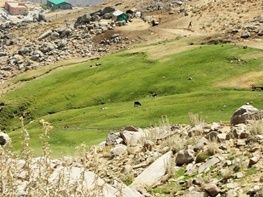 مردی که از دست خانواده به کوه پناه برده بود، جان باخت