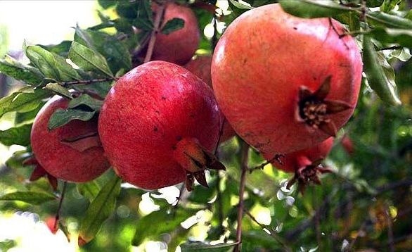 آغاز برداشت انار در شهرستان طارم زنجان