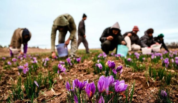 عنبرآباد تحقق 100 درصدی اشتغال در کشاورزی را رقم زد