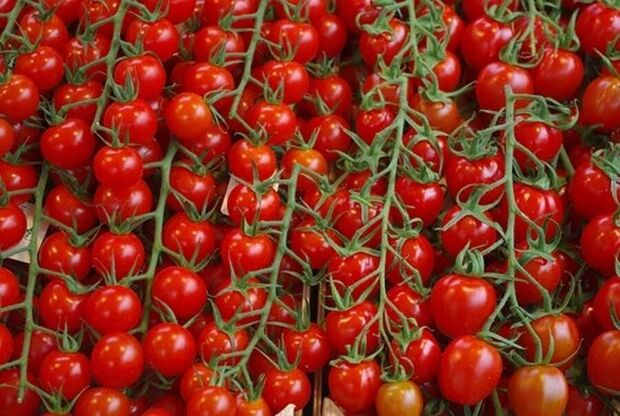 سرخی قیمت گوجه بزودی رنگ می‌بازد