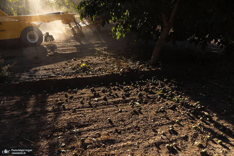 برداشت مکانیزه گردو در استان زنجان