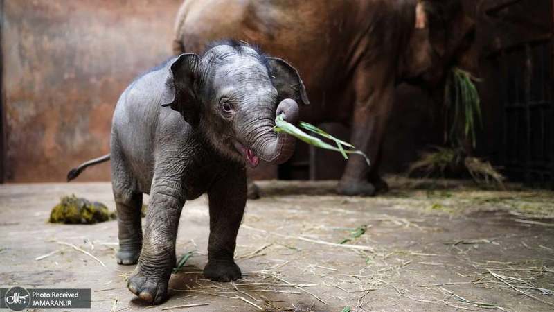 منتخب تصاویر امروز جهان- 15 مرداد