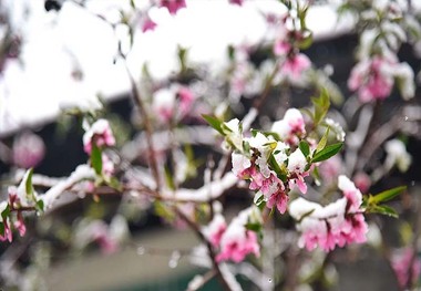 سرمای دیررس حدود 26 میلیارد تومان به باغات مراغه خسارت زد