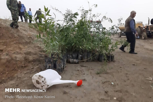 بذر سه هزار درخت بادام تلخ در مناطق مختلف شهر سنندج کاشته شد