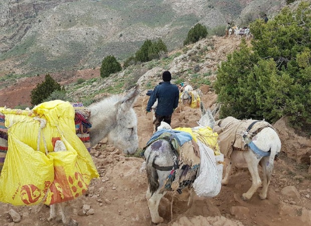 الاغ هایی با بار سرب