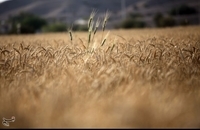 برداشت گندم (10)