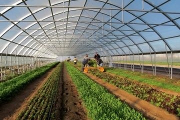 تولید 4 هزار تن محصولات گلخانه‌ای در استان خراسان جنوبی