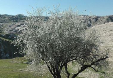 شیرینی کام منابع طبیعی کهگیلویه و بویراحمد با کشت 33 هزار هکتار بادام تلخ