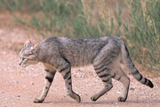 مشاهده گربه وحشی در منطقه حفاظت شده باشگل برای اولین بار