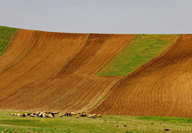 پارسال 550 هکتار جنگل و مرتع در گلستان رفع تصرف شد