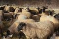 قیمت گوسفند و دام زنده برای عید قربان اعلام شد (خرداد 1403)