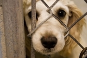 10 سال حبس برای حیوان‌آزاری در یونان