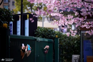 منتخب تصاویر امروز جهان- 19 اسفند