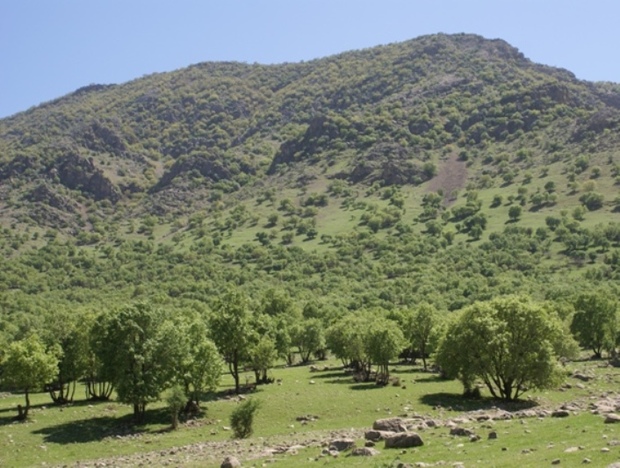 77 نفر از مراتع و جنگل های کردستان حفاظت می کنند